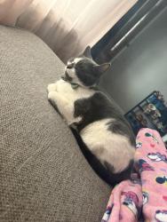 Lost Female Cat last seen DownTown Area, Jersey City, NJ 07304