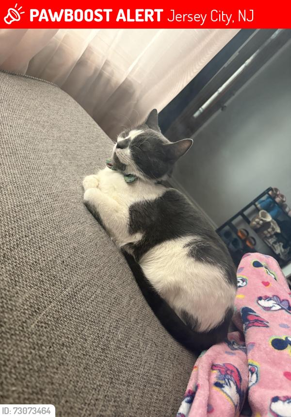 Lost Female Cat last seen DownTown Area, Jersey City, NJ 07304