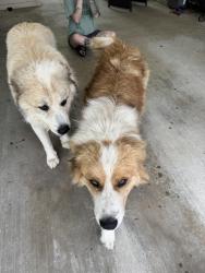 Found/Stray Male Dog last seen Vandalia Elementary, Greensboro, NC 27406
