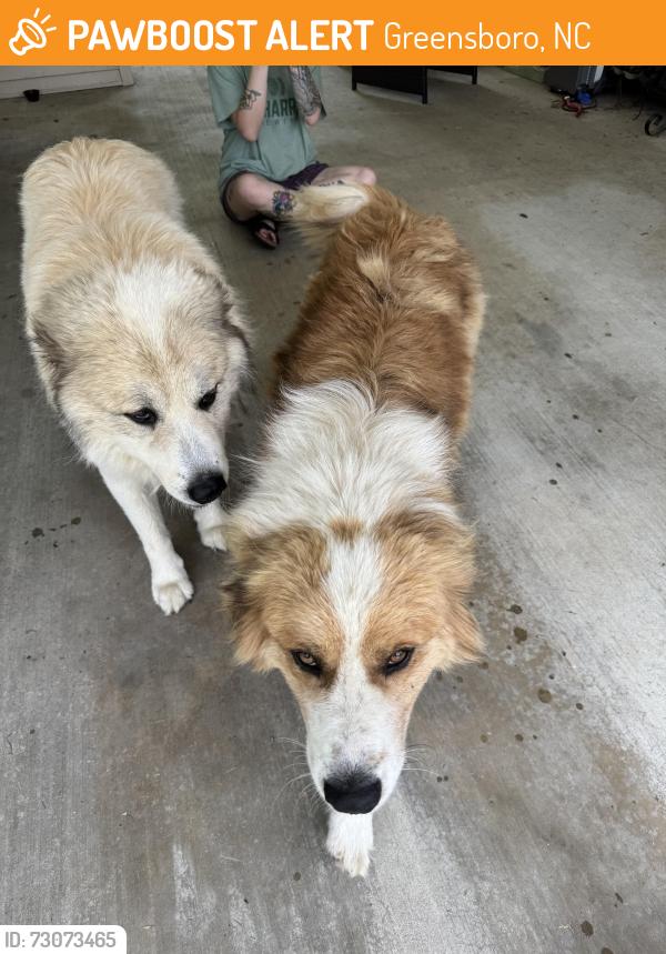 Found/Stray Male Dog last seen Vandalia Elementary, Greensboro, NC 27406