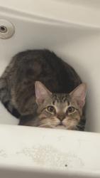 Lost Male Cat last seen Broadway, Gary, IN 46409