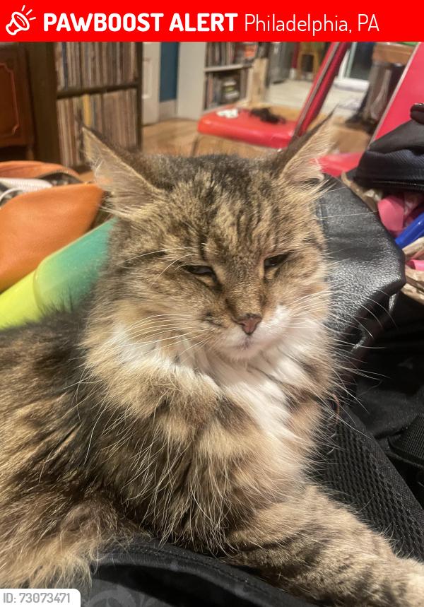 Lost Female Cat last seen baltimore and 50th, Philadelphia, PA 19143