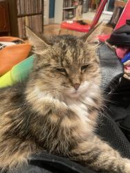 Lost Female Cat last seen baltimore and 50th, Philadelphia, PA 19143