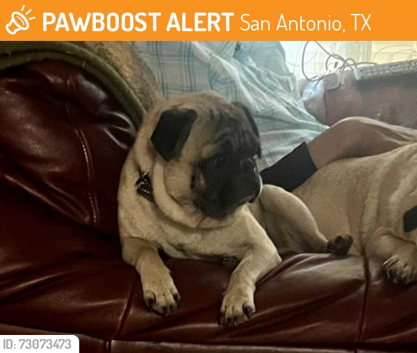 Found/Stray Male Dog last seen Grissom, timber trace. Misty oaks sub division., San Antonio, TX 78250