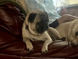 Found/Stray Male Dog last seen Grissom, timber trace. Misty oaks sub division., San Antonio, TX 78250