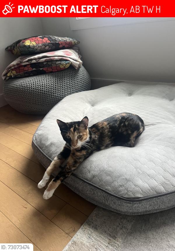 Lost Female Cat last seen On the streetcar, Calgary, AB T2W 4H4