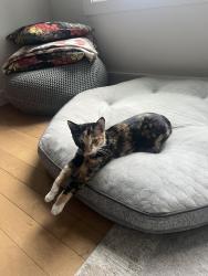 Lost Female Cat last seen On the streetcar, Calgary, AB T2W 4H4