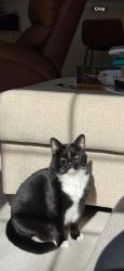Lost Female Cat last seen Saratoga/Belmont Stakes, Indian Trail, NC 28079
