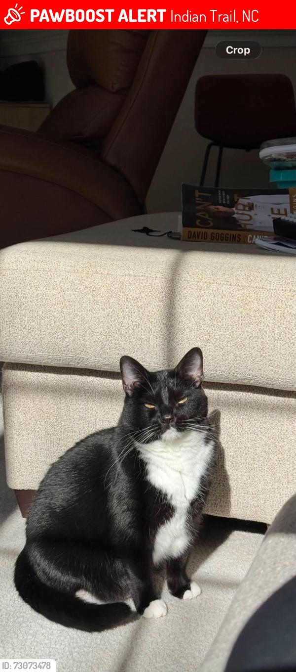 Lost Female Cat last seen Saratoga/Belmont Stakes, Indian Trail, NC 28079