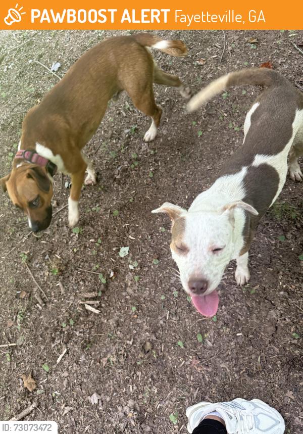 Found/Stray Unknown Dog last seen Magmar lane , Fayetteville, GA 30214