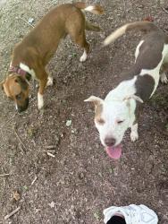 Found/Stray Unknown Dog last seen Magmar lane , Fayetteville, GA 30214