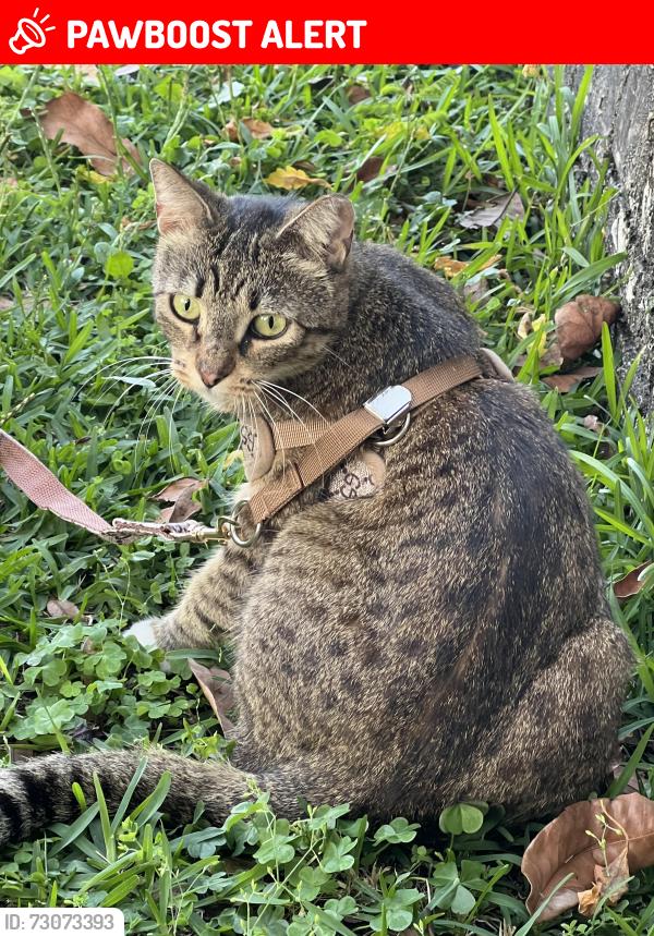 Lost Female Cat last seen Lighthouse point , Fl, Lighthouse Point, FL 33064