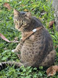 Lost Female Cat last seen Lighthouse point , Fl, Lighthouse Point, FL 33064