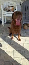 Found/Stray Female Dog last seen Between Crosby ave and Preakness ave, Paterson, NJ 07502