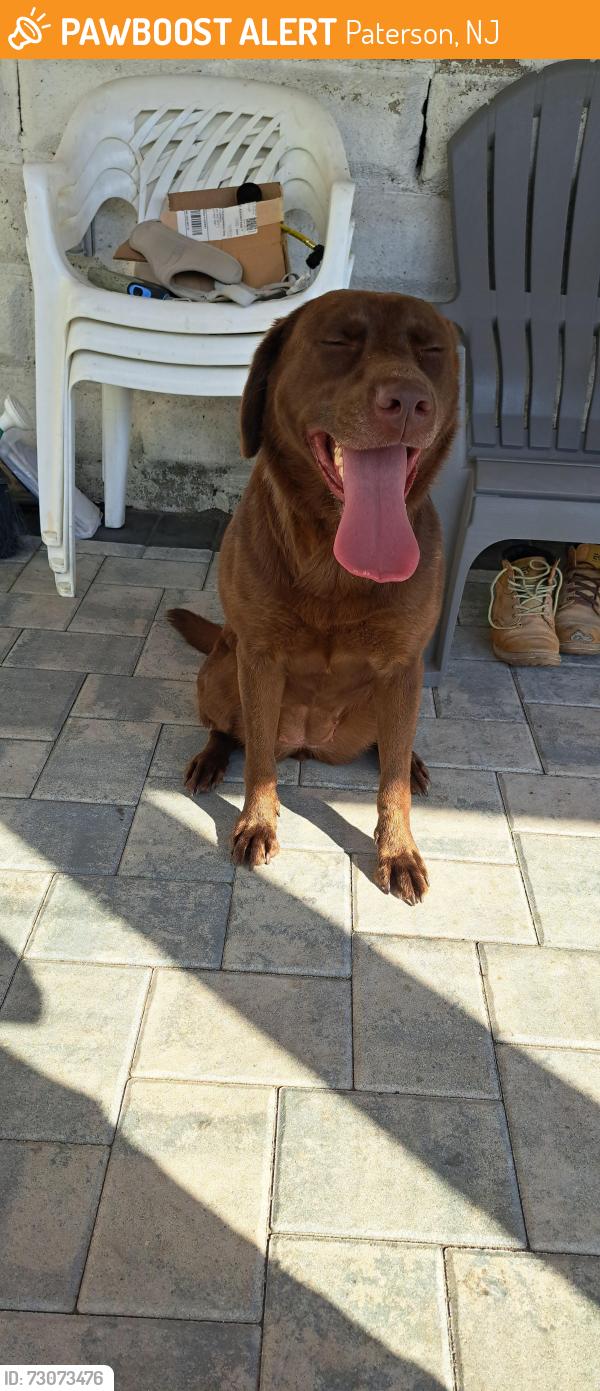 Found/Stray Female Dog last seen Between Crosby ave and Preakness ave, Paterson, NJ 07502