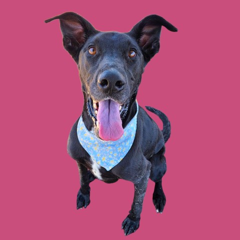 Shelter Stray Female Dog last seen Near BLOCK COCHRAN DR, EDWARDS CA 93523, 3951 Fruitvale Ave, Bakersfield, CA 93308, USA
