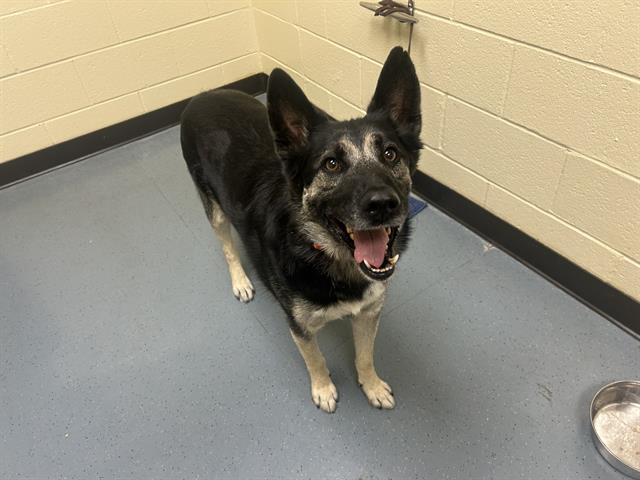 Shelter Stray Male Dog last seen Near BLOCK W COLFAX AVE, DENVER CO 80204, 1241 W Bayaud Ave, Denver, CO 80223, USA