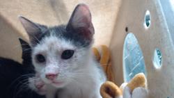 Shelter Stray Female Cat last seen , 11258 Garfield Ave, Downey, CA 90242, USA