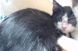 Shelter Stray Male Cat last seen , 11258 Garfield Ave, Downey, CA 90242, USA