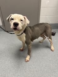 Shelter Stray Female Dog last seen Near, 2600 S Harding St, Indianapolis, IN 46221, USA