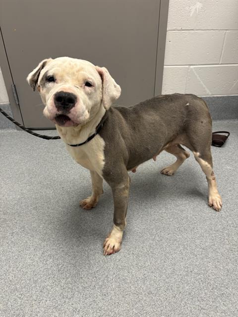 Shelter Stray Female Dog last seen Near, 2600 S Harding St, Indianapolis, IN 46221, USA