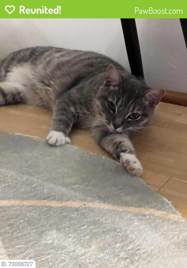 Reunited Female Cat last seen Chesham, Buckinghamshire, England HP5 2JP