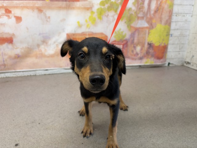 Shelter Stray Male Dog last seen , 333 Chandler Pl, San Bernardino, CA 92408, USA