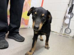Shelter Stray Male Dog last seen , 333 Chandler Pl, San Bernardino, CA 92408, USA