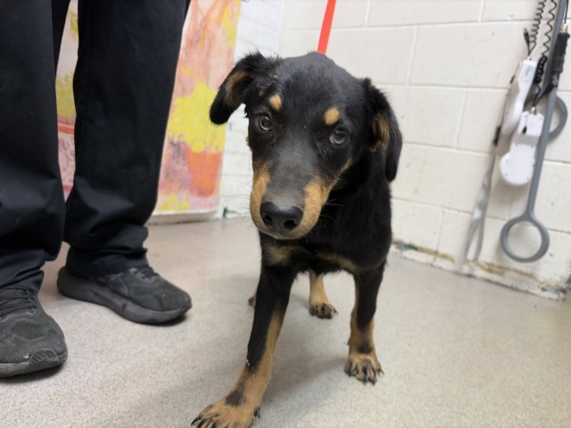 Shelter Stray Male Dog last seen , 333 Chandler Pl, San Bernardino, CA 92408, USA