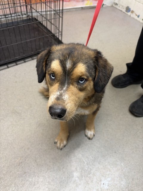 Shelter Stray Female Dog last seen , 333 Chandler Pl, San Bernardino, CA 92408, USA