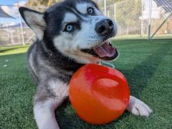 Shelter Stray Female Dog last seen , 11361 W Pico Blvd, Los Angeles, CA 90064, USA