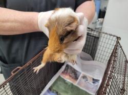 Shelter Stray Male Other last seen , 11361 W Pico Blvd, Los Angeles, CA 90064, USA
