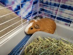Shelter Stray Male Other last seen , 11361 W Pico Blvd, Los Angeles, CA 90064, USA
