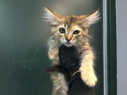 Shelter Stray Female Cat last seen VIA CORTO/AVENIDA DESCANSO, 72050 Pet Land Pl, Thousand Palms, CA 92276, USA