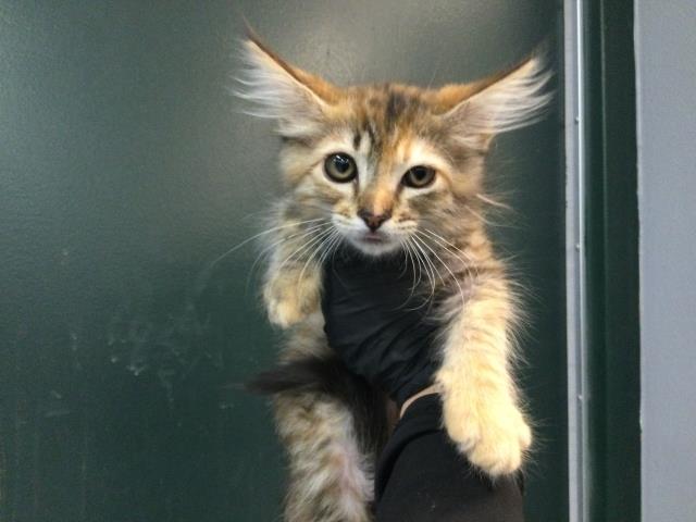 Shelter Stray Female Cat last seen VIA CORTO/AVENIDA DESCANSO, 72050 Pet Land Pl, Thousand Palms, CA 92276, USA