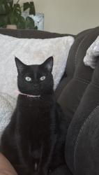 Lost Female Cat last seen Coors Blvd NW/Glenrio RD NW around starbucks, Albuquerque, NM 87105