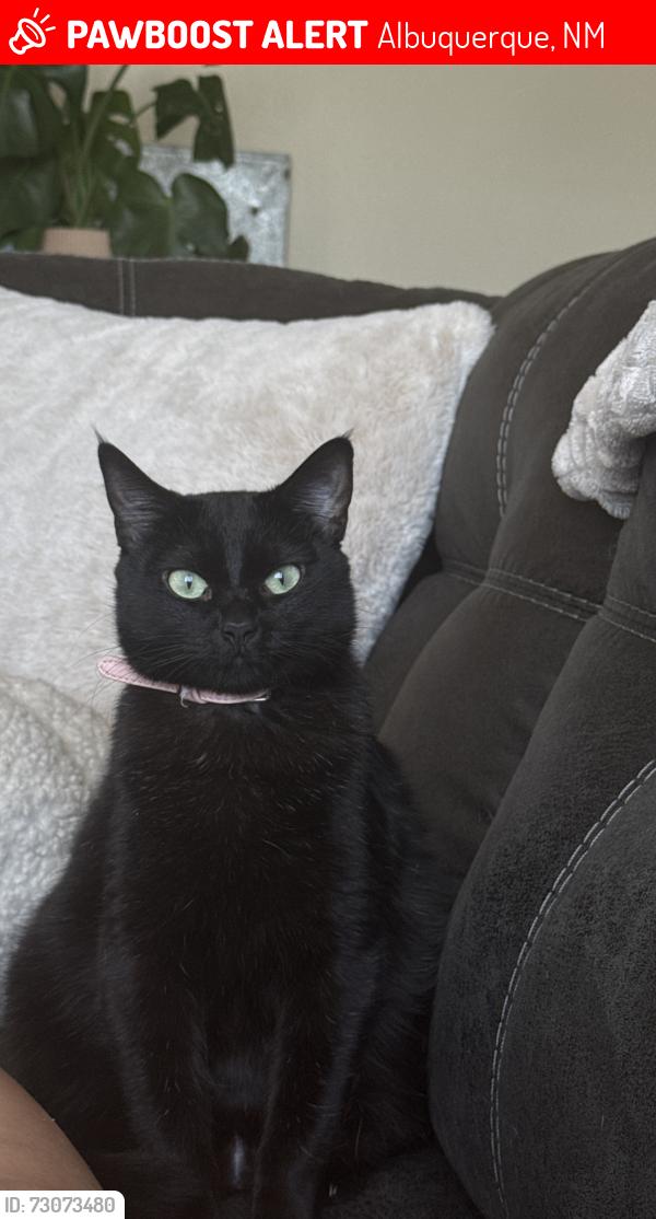 Lost Female Cat last seen Coors Blvd NW/Glenrio RD NW around starbucks, Albuquerque, NM 87105