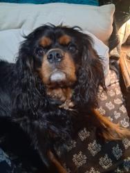 Lost Male Dog last seen Near Washington Ave, Tyrone, PA 16686