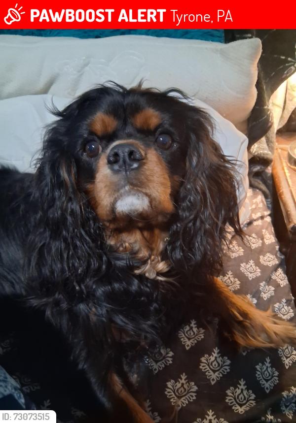 Lost Male Dog last seen Near Washington Ave, Tyrone, PA 16686
