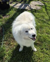 Lost Male Dog last seen Gidley Rd/Barbin Rd, Esperance, NY 12066