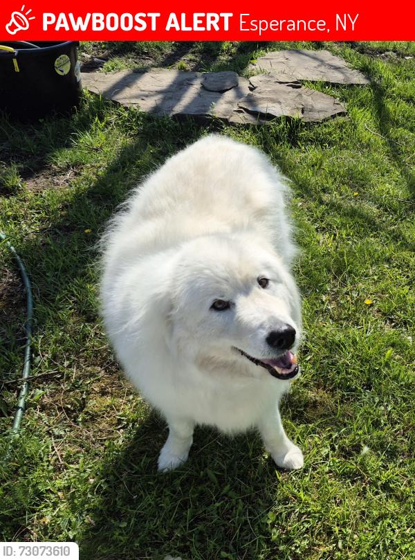 Lost Male Dog last seen Gidley Rd/Barbin Rd, Esperance, NY 12066
