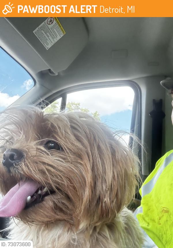 Found/Stray Male Dog last seen 8 mile rd and Livernois, Detroit, MI 48221