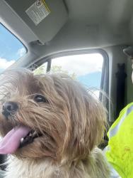 Found/Stray Male Dog last seen 8 mile rd and Livernois, Detroit, MI 48221