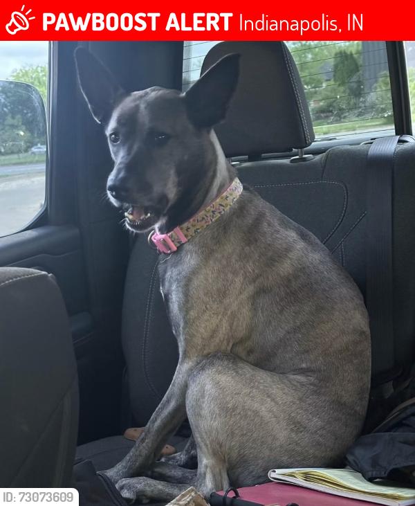 Lost Female Dog last seen Mars Hill and Kentucky, Indianapolis, IN 46221