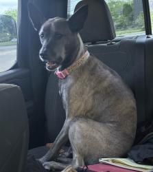 Lost Female Dog last seen Mars Hill and Kentucky, Indianapolis, IN 46221