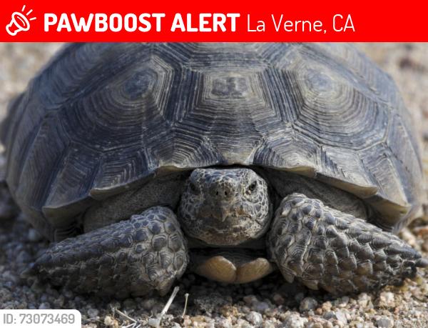 Lost Female Reptile last seen Emerald and Bodowin, La Verne, CA 91750