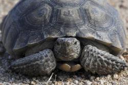 Lost Female Reptile last seen Emerald and Bodowin, La Verne, CA 91750