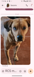 Lost Female Dog last seen Valencia, Drexel Heights, AZ 85757