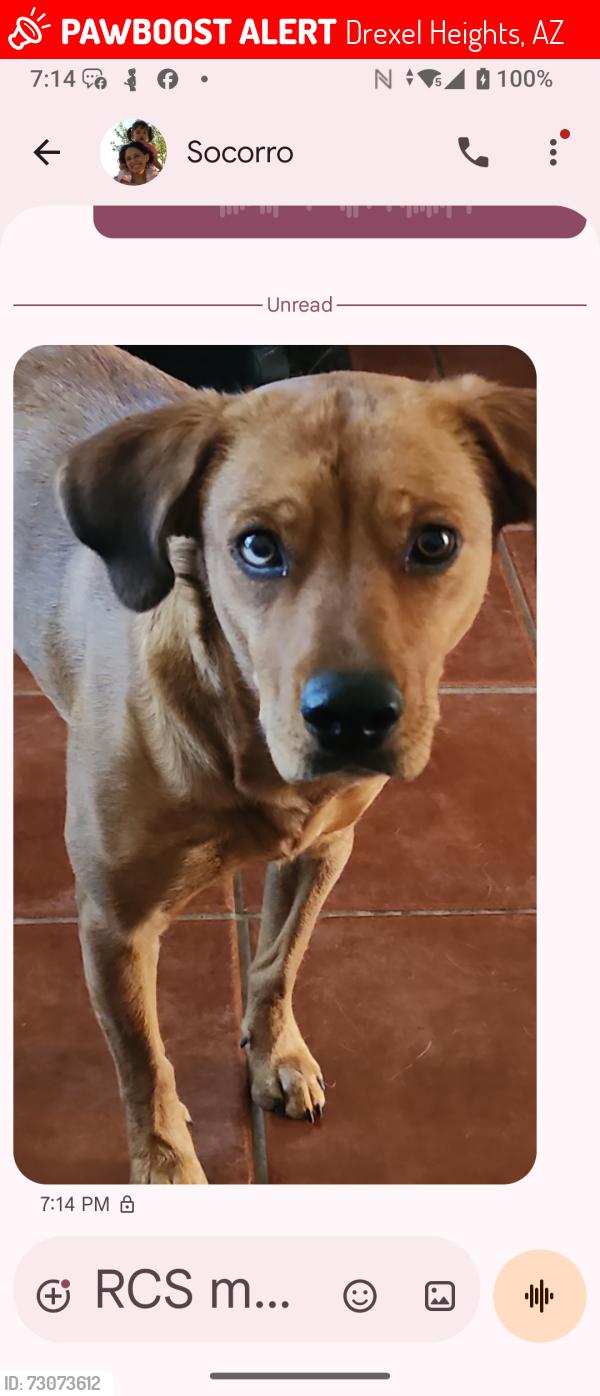 Lost Female Dog last seen Valencia, Drexel Heights, AZ 85757