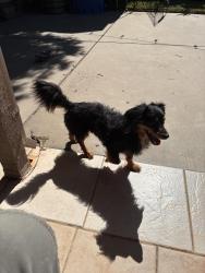 Found/Stray Unknown Dog last seen Augusta  and Chestnut, Woodbridge, CA 95258